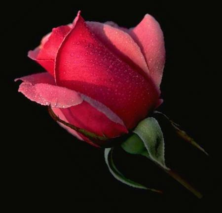 Prends cette rose�